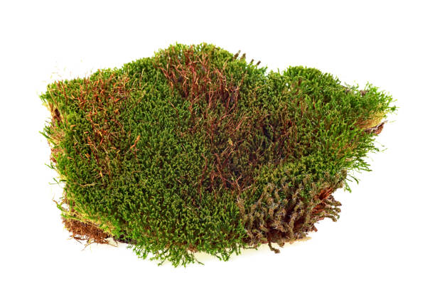 istock Green moss isolated on white bakground 1010847640