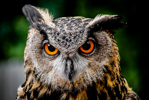 Close up of an Eurasian eagle-owl looking at the camera