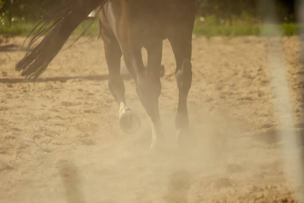 istock brown horse feet making dust in sand field 1010852058