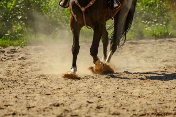 istock brown horse feet making dust in sand field 1010852090
