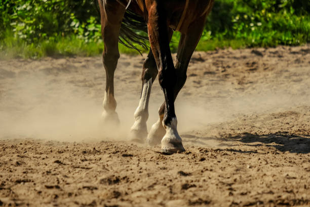 istock brown horse feet making dust in sand field 1010852106