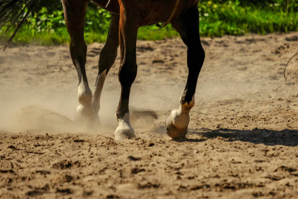 istock brown horse feet making dust in sand field 1010852124