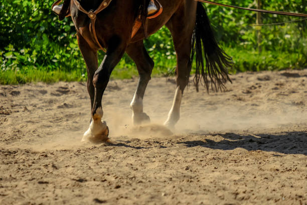 istock brown horse feet making dust in sand field 1010852162