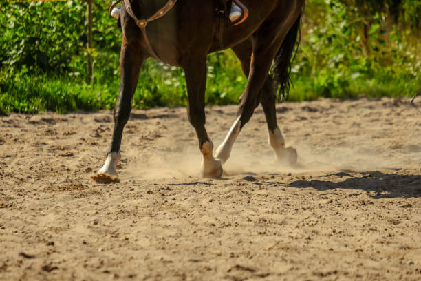 istock brown horse feet making dust in sand field 1010852168