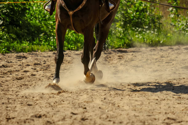 istock brown horse feet making dust in sand field 1010852198