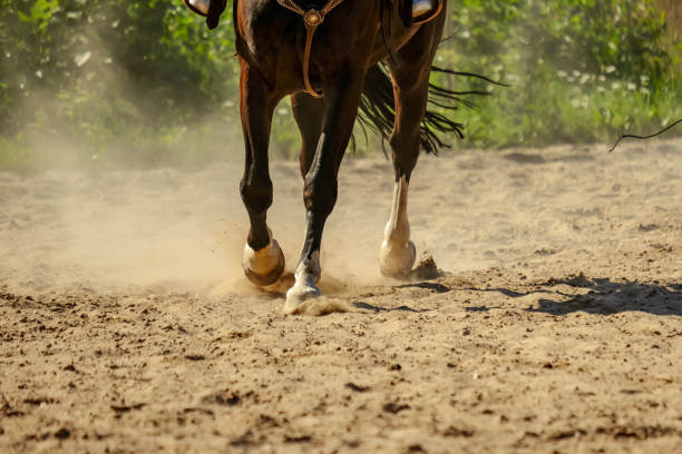 istock brown horse feet making dust in sand field 1010852224