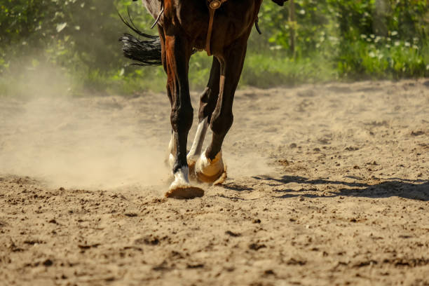 istock brown horse feet making dust in sand field 1010852268