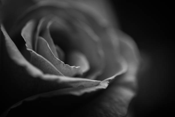 Close Up Flower Close up of rose petals black and white rose stock pictures, royalty-free photos & images
