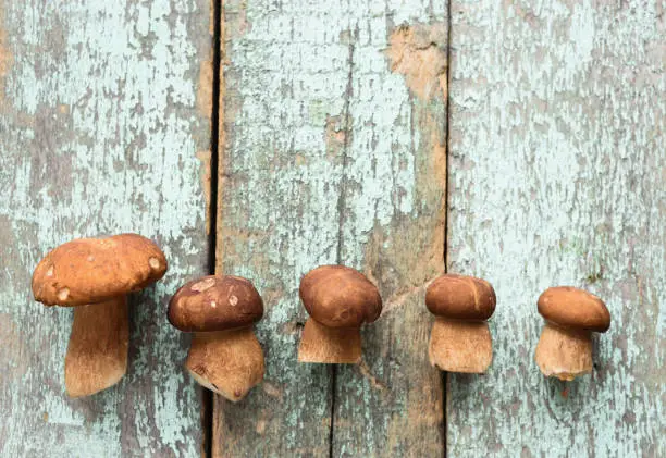 Organic forest mushrooms. Porcini (Boletus edulis) mushrooms in row on pale blue wooden boards copyspace top view