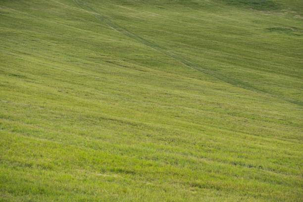 Green grass on meadow. Green grass on meadow. Slovakia klastorisko stock pictures, royalty-free photos & images