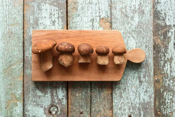 Organic forest mushrooms. Row of small porcini (Boletus edulis) mushrooms on pale blue wooden boards copyspace top view