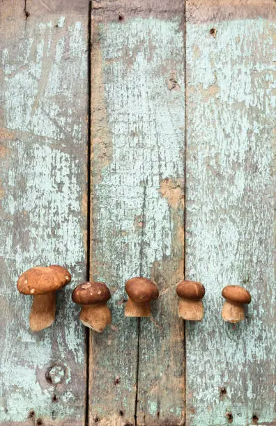 Wild forest mushrooms. Small porcini (Boletus edulis) mushrooms in row on pale blue wooden boards copyspace top view