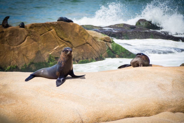 lobo do mar sobre as rochas em cabo polonio, costa do uruguai - lion sands - fotografias e filmes do acervo