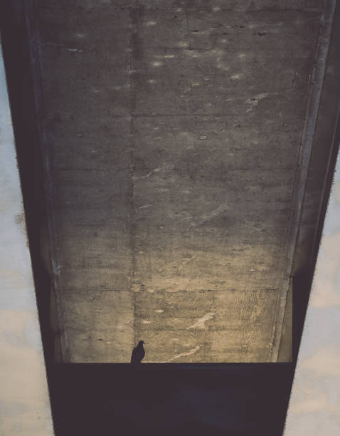 istock Pigeon in the City 1010872830