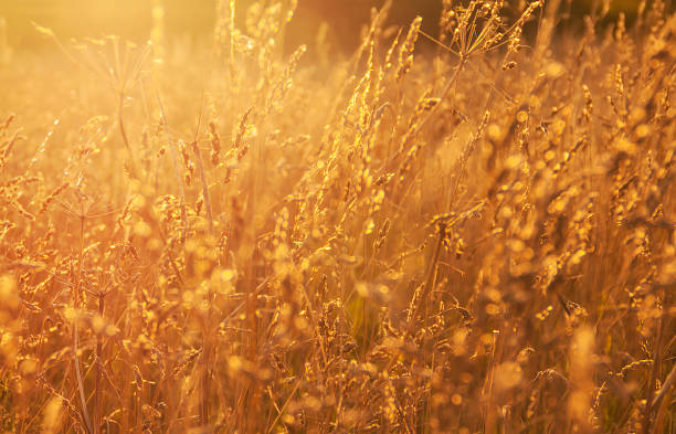 istock Hazy Golden Summer Field 1010873128
