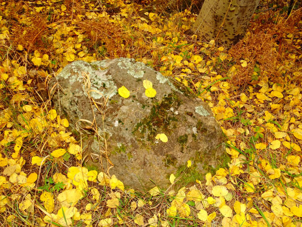 istock Golden Aspen Leaves 1010878562