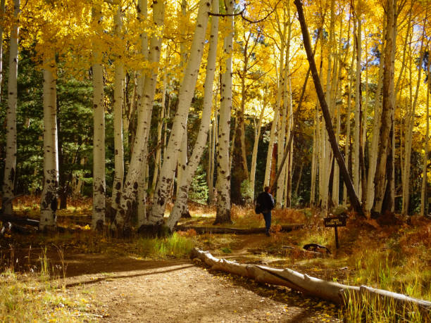 istock A Walk In The Woods 1010878618