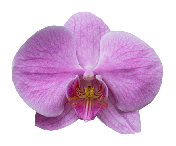 istock Orchird Flower Isolated on White 1010879420