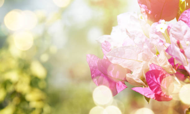 istock Garden flower, summer background 1010893430
