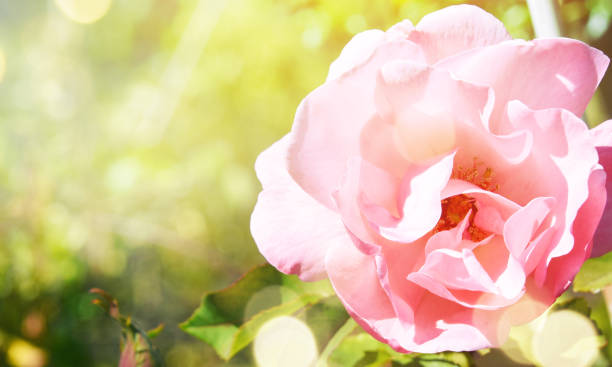 istock Garden flower, summer background 1010893526