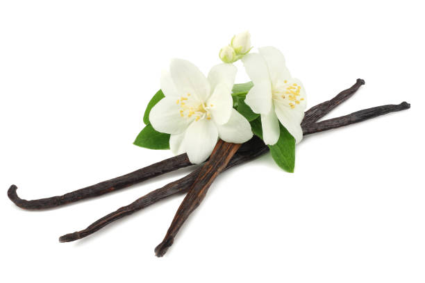 palitas de vainilla con flores blancas, aisladas sobre fondo blanco - vainilla fotografías e imágenes de stock