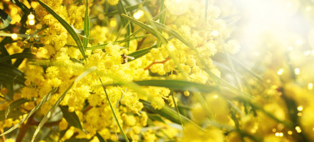 istock Blooming mimosa branches against the sky 1010897194
