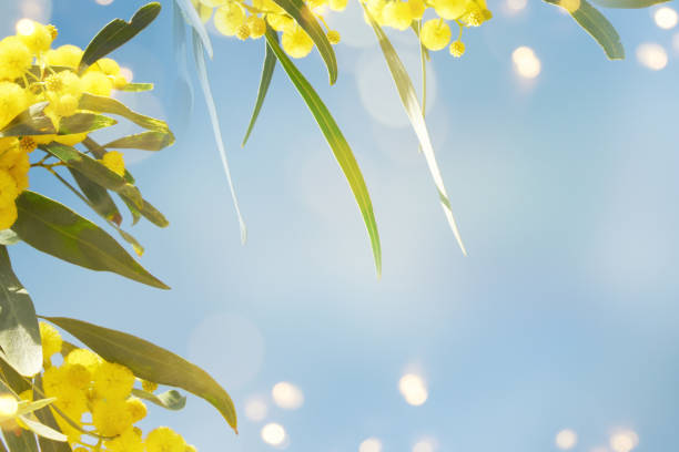 istock Blooming mimosa branches against the sky 1010897416