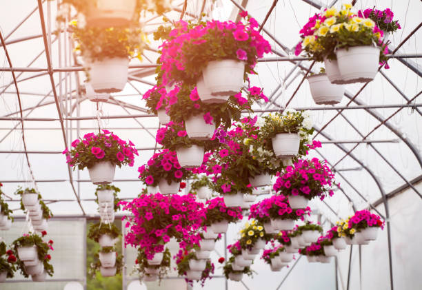 istock Flowers in greenhouse 1010898064