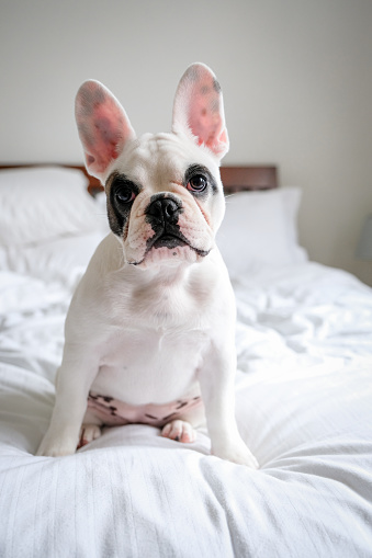 Cute French Bulldog puppy sitting on bed