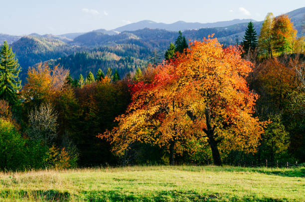istock Autumn landscape in the mountains 1010902030