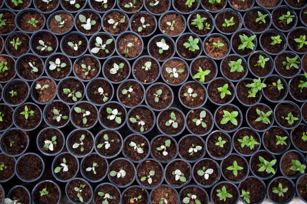 istock Seedling in greenhouse 1010902220
