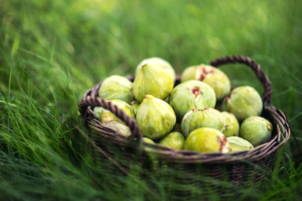 Close up Fresh green figs with green leaves in a wicker basket