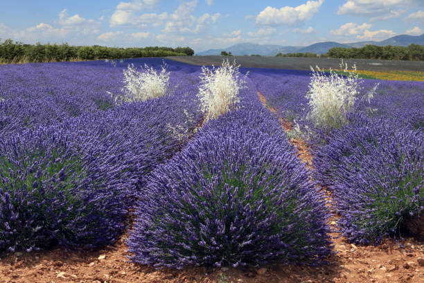 istock Lavender field in French Provence 1010933040