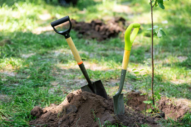 istock shovels in ground for planting tree in park 1010944306