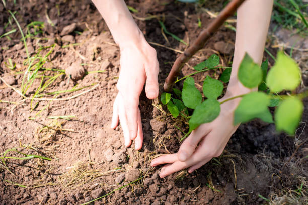 istock partial view of volunteer seedling new tree in ground 1010948612