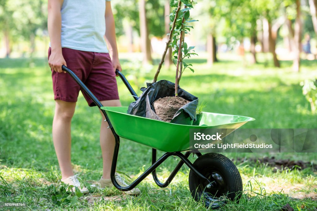 cropped view of man with new trees in wheelbarrow Tree Stock Photo