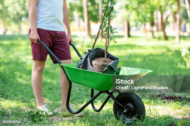 Cropped View Of Man With New Trees In Wheelbarrow Stock Photo - Download Image Now - Tree, Planting, People