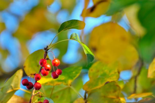 istock Red crab apples on the tree with branches and yellow fall leaves color 1010956332