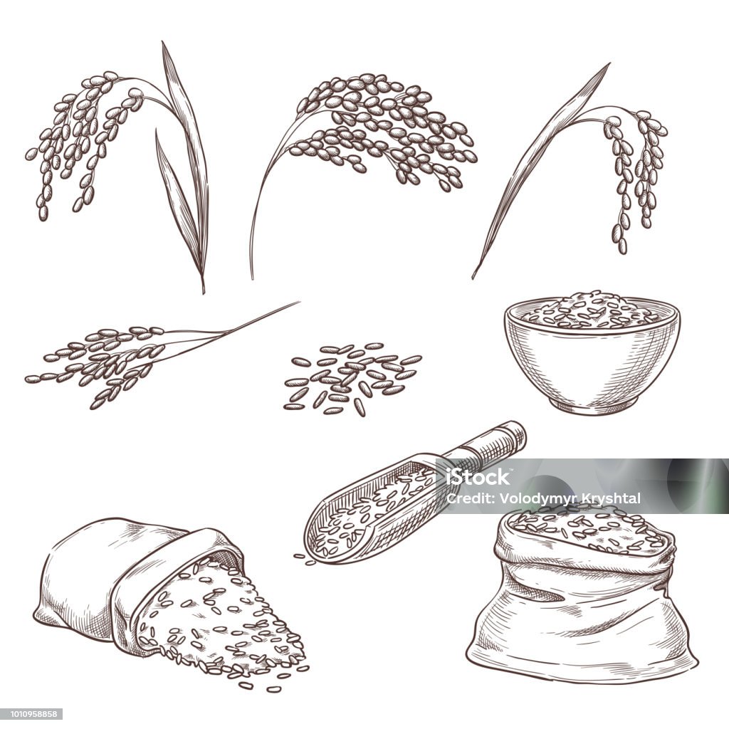 Rice cereal spikelets, grain in sack, porridge in bowl. Vector sketch illustration. Hand drawn isolated design elements Rice cereal spikelets, grain in sack and porridge in bowl. Vector sketch illustration. Hand drawn isolated design elements. Rice - Cereal Plant stock vector