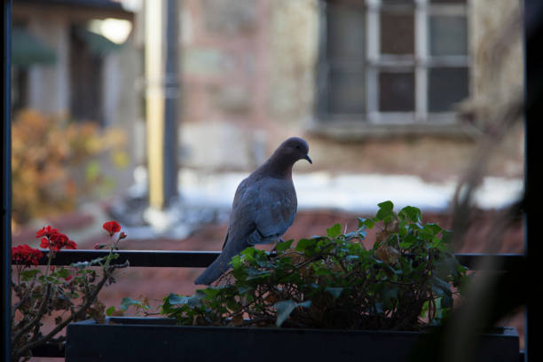 istock a dove standing middle of the window 1010961140