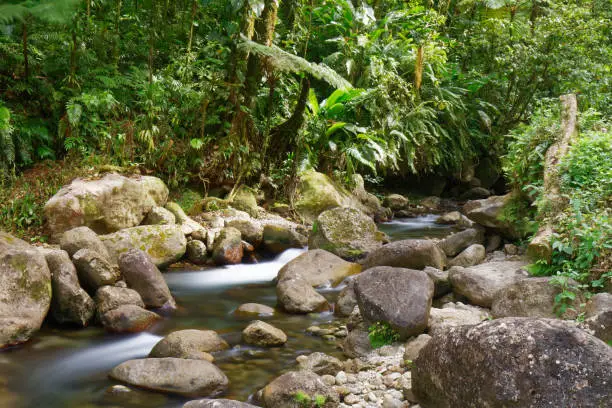 Martinique, FWI - Alma river in Saint-Joseph