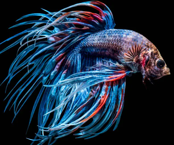 Beautiful bettafish crowtail on darkness background with clipping path