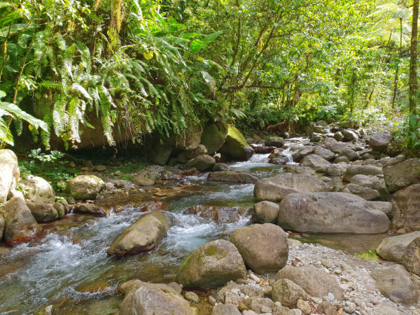 Martinique, FWI - Alma river in Saint-Joseph stock photo