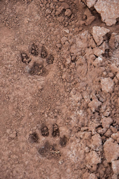 istock Mountain Lion Track, Utah 1010967038