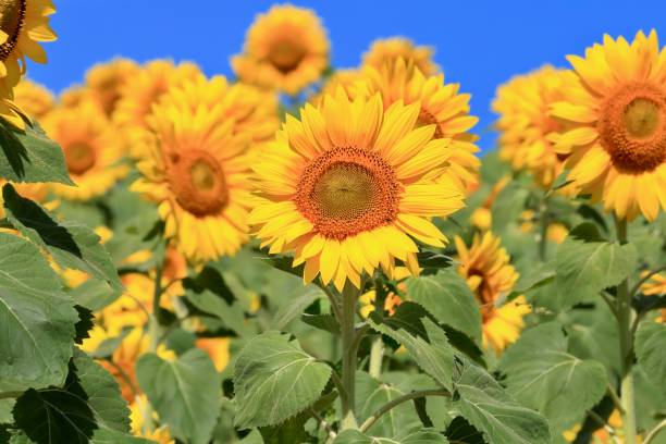istock Close-up of sunflower 1010967086