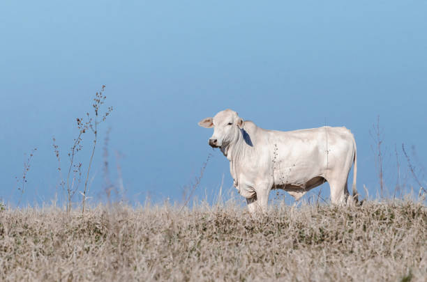 Free Stock Photo of White Cow Standing in Grass Field | Download Free ...