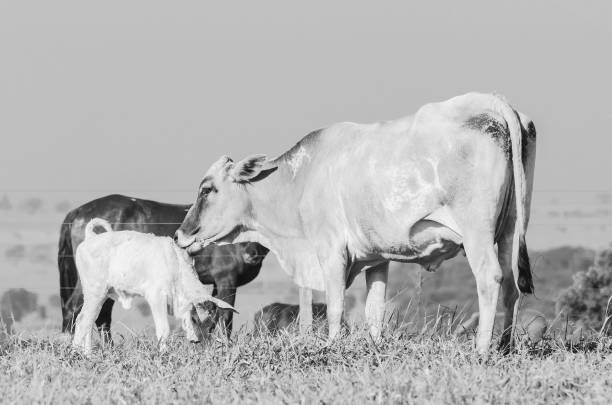 istock White cow licking her newborn calf. 1010969600