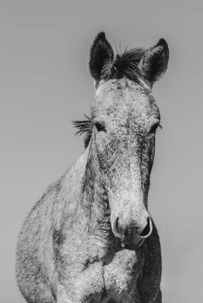 istock Portrait of a mule. 1010969668