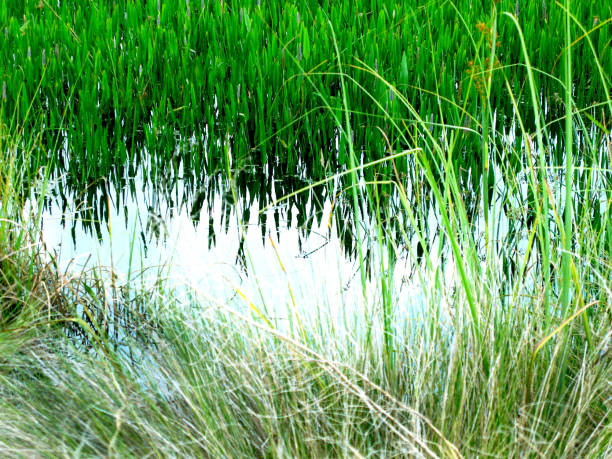 istock Mangroes Tall Grass by a Waterway 1010969754
