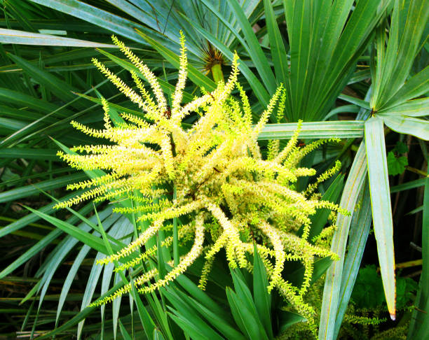 ho visto la pianta di palmetto con fioritura - saw palmetto foto e immagini stock